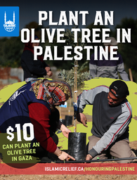 Olive Trees in Palestine